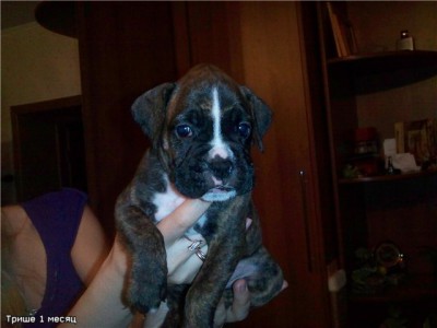 Трише 1 месяц.jpg (42.57 КБ) Просмотров: 9390 Трише 1 месяц.jpg