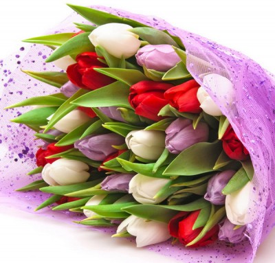 tulpan_08_cr.jpg