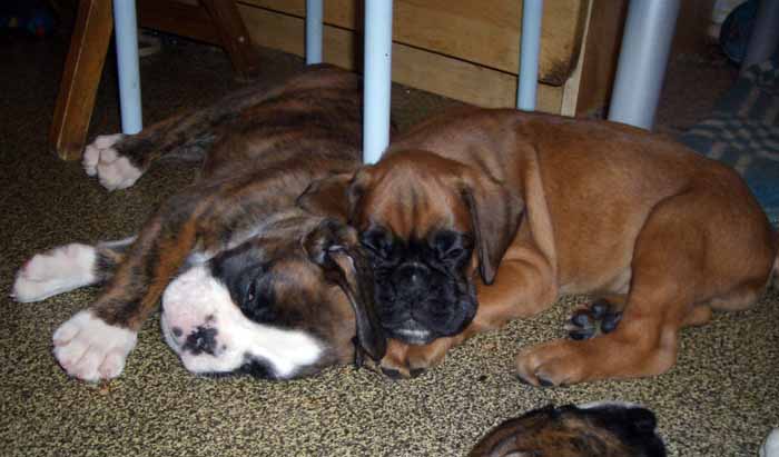 pup1.jpg