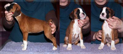 amarantine_2.jpg (53.77 КБ) Просмотров: 8803 amarantine_2.jpg