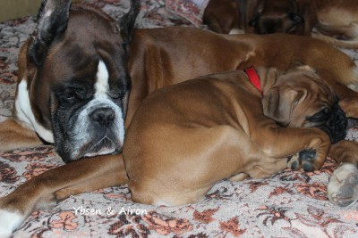 Ибсен_и Айрон_дрема.JPG (229.44 КБ) Просмотров: 3367 Ибсен_и Айрон_дрема.JPG