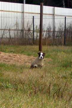 pup8.jpg