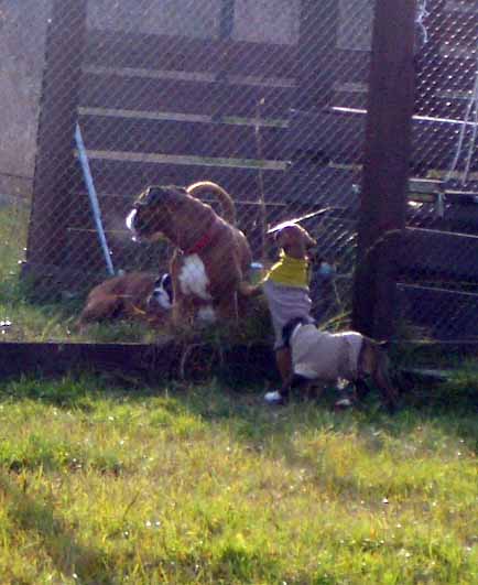 pup7.jpg