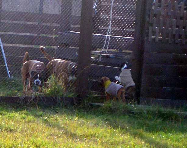 pup6.jpg