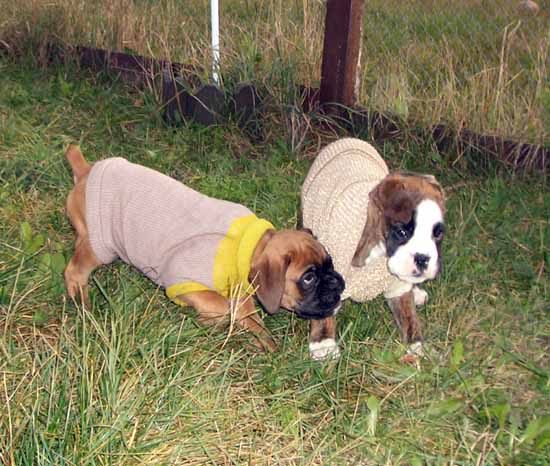 pup4.jpg